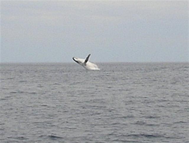 whales in rocko